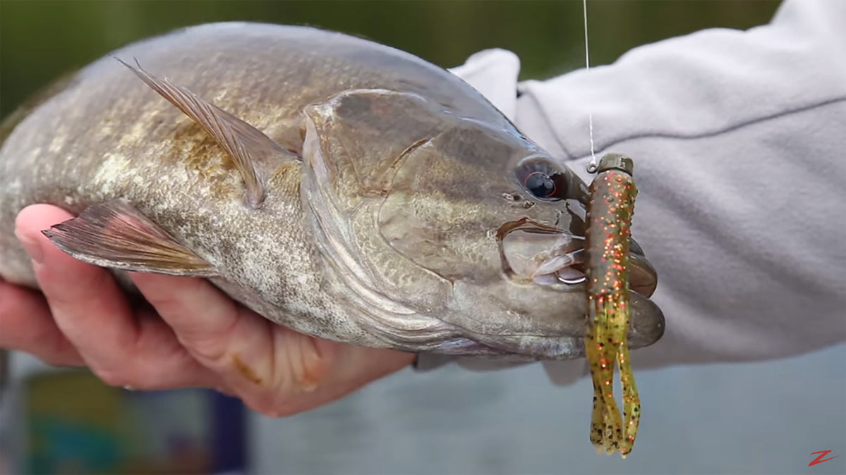 The Ned Rig: A Brief History & Bass Fishing Buyer's Guide — Discount Tackle
