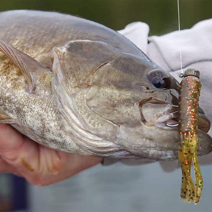 Hand holding a Bass with a Ned Rigged Tube Bait in its mouth