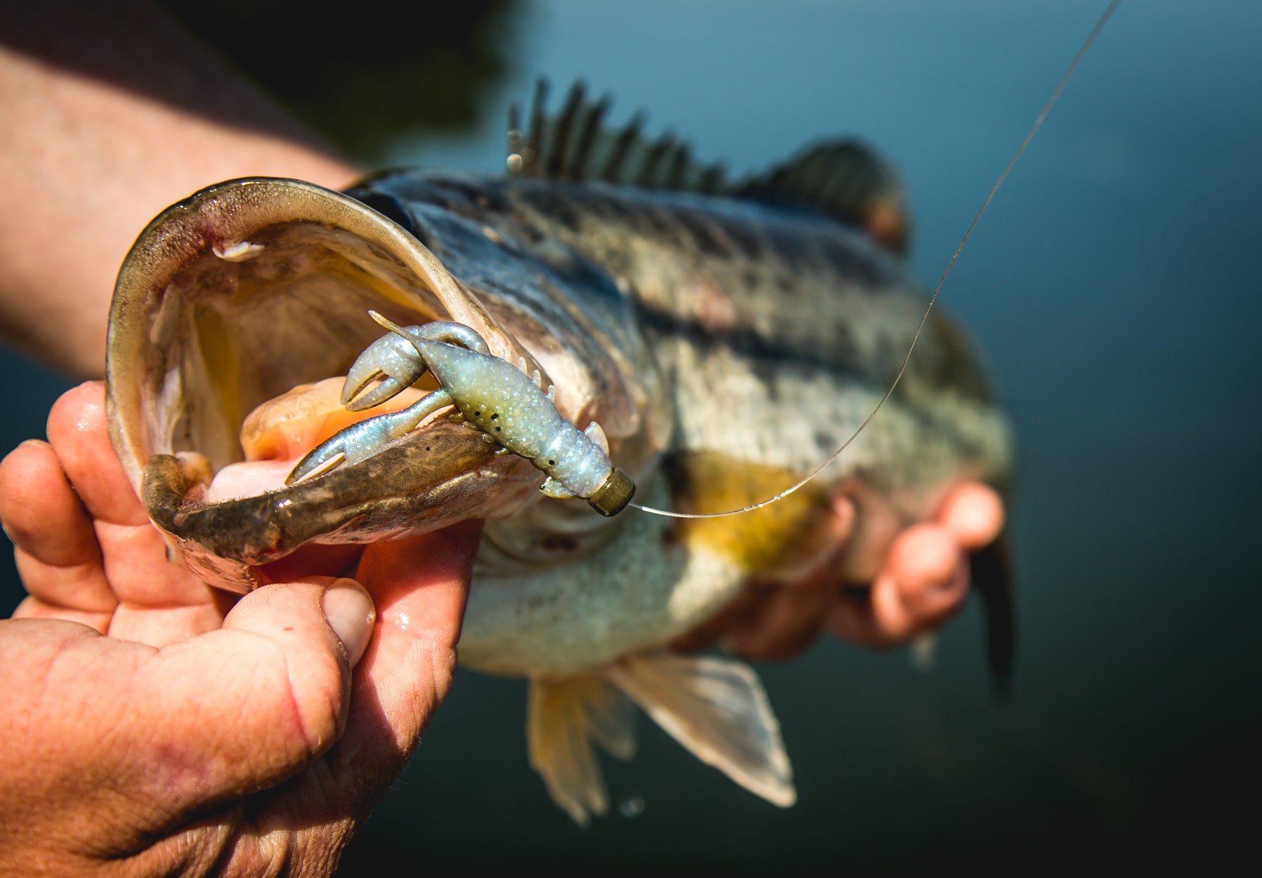 Hands holding a Bass with a Ned Rigged Soft Plastic Craw in its hands