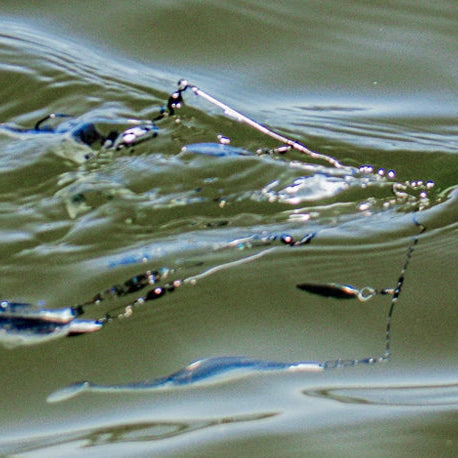 Fishing the Umbrella Rig: A Beginner’s Guide to Cold Water Bass