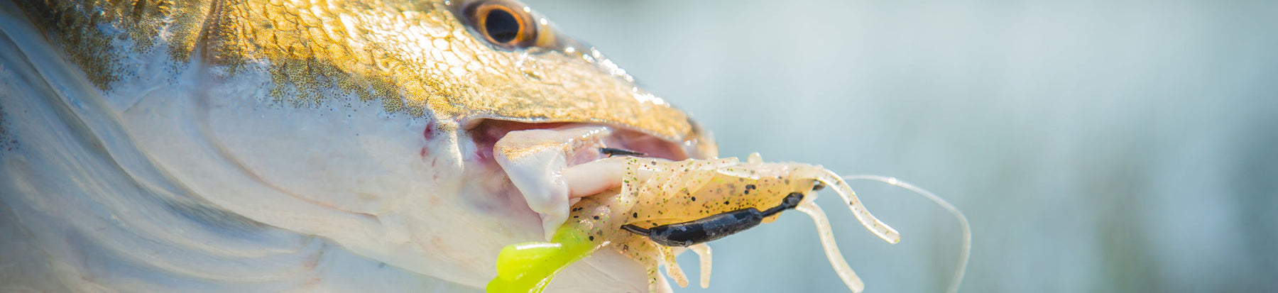 Cold Weather, Hot Bite: Your Guide to December Saltwater Fishing