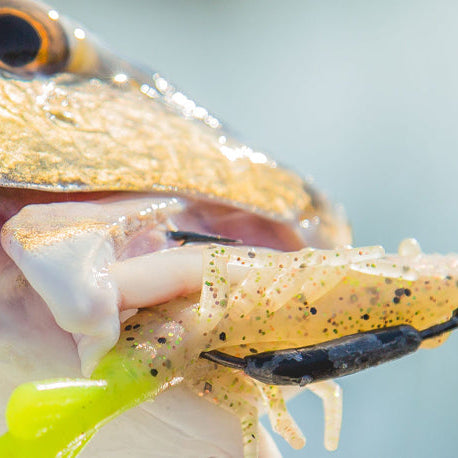 Cold Weather, Hot Bite: Your Guide to December Saltwater Fishing