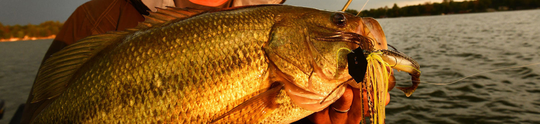 Why Fall Is Chatterbait Season: Fishing the Z-Man Chatterbait Elite Evo and Other Bladed Jigs