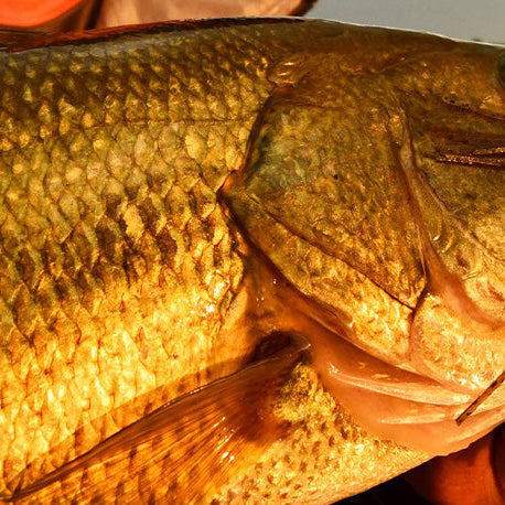 Why Fall Is Chatterbait Season: Fishing the Z-Man Chatterbait Elite Evo and Other Bladed Jigs