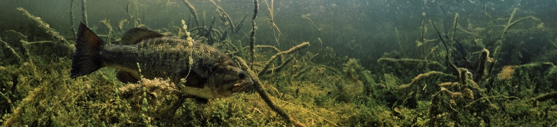 Largemouth Bass hiding amongst dense vegetation. 