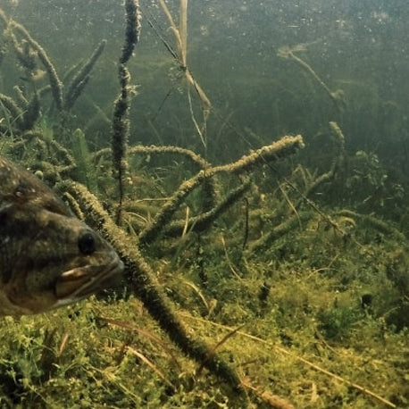 Largemouth Bass hiding amongst dense vegetation. 