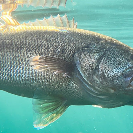 Underwater shot of a fish attacking a jerkbait in presumably cold waters