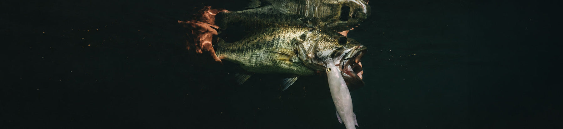 Night Fishing for Bass: Big Bites After Dark