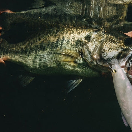 Night Fishing for Bass: Big Bites After Dark