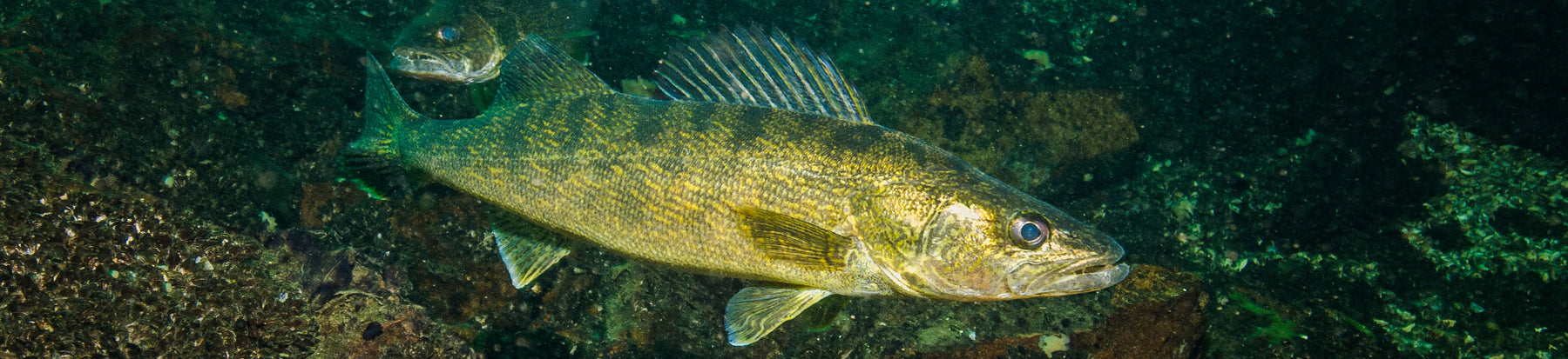 Post-Spawn Walleye Fishing: Techniques for Success