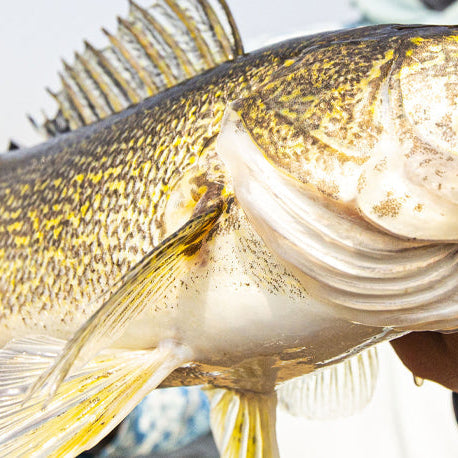 Targeting Walleye During the Spawn: A Beginner’s Guide to Spring Success