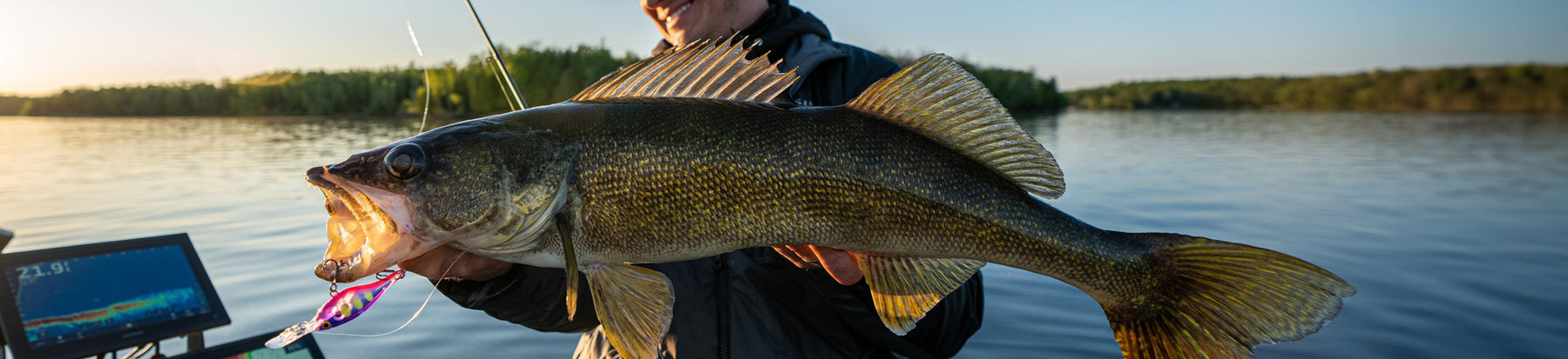 Big Walleye caught around sunset on a Rapala Crankbait. 