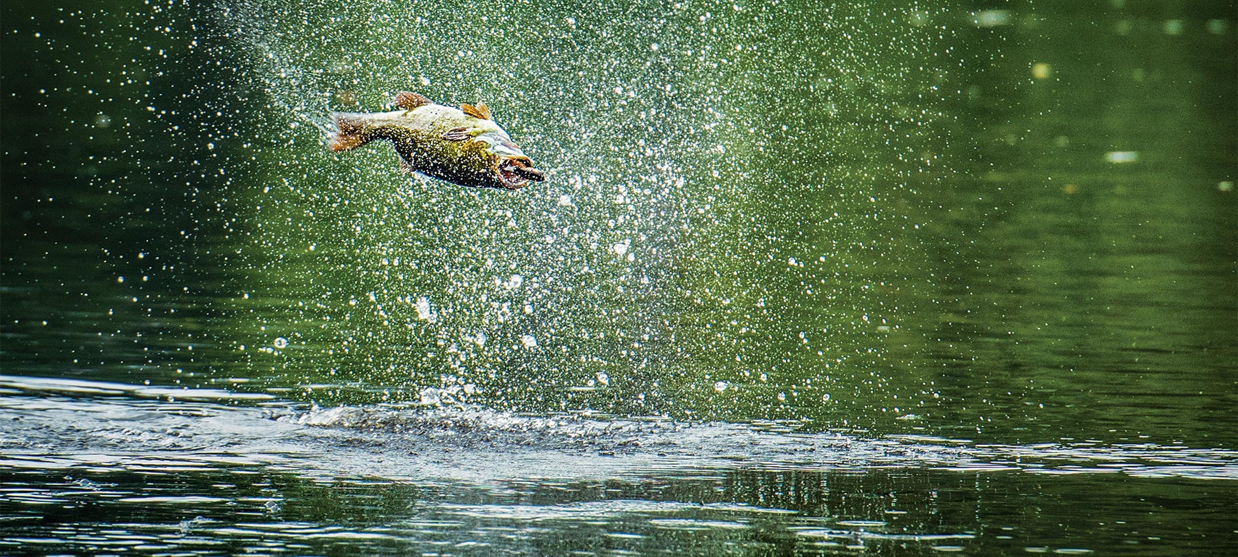 Fish mid jump out of water attacking a topwater lure