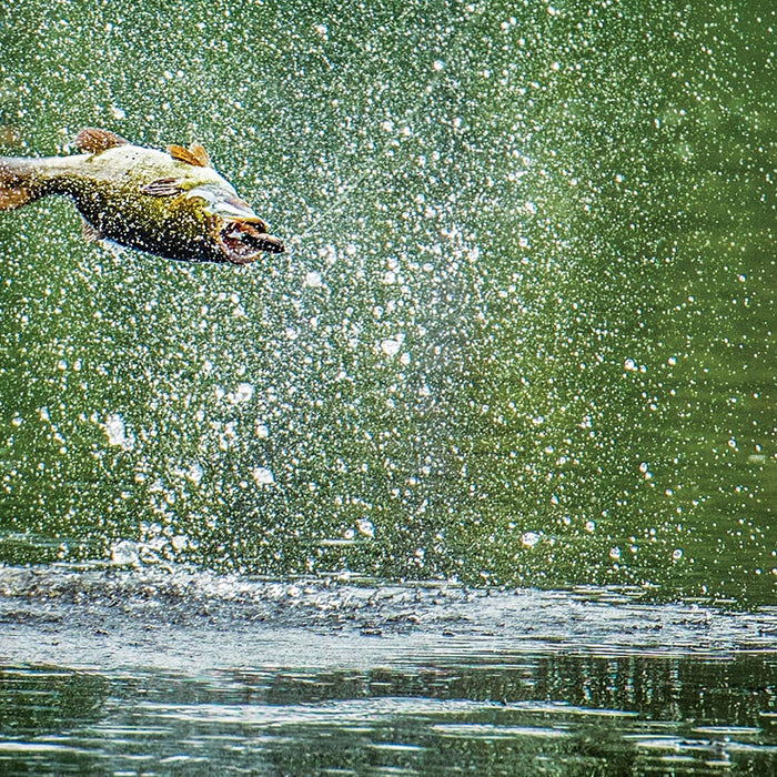 Fish mid jump out of water attacking a topwater lure