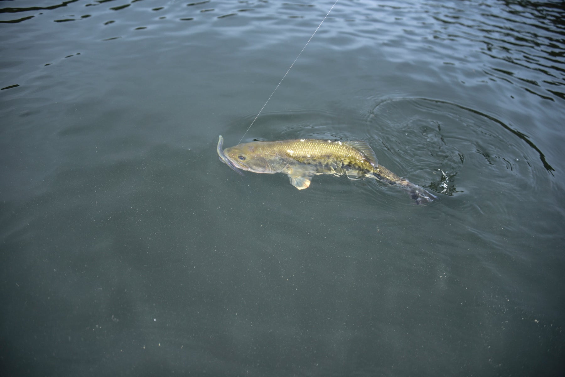 Fish in water that has been hooked with a Senko Soft Plastic