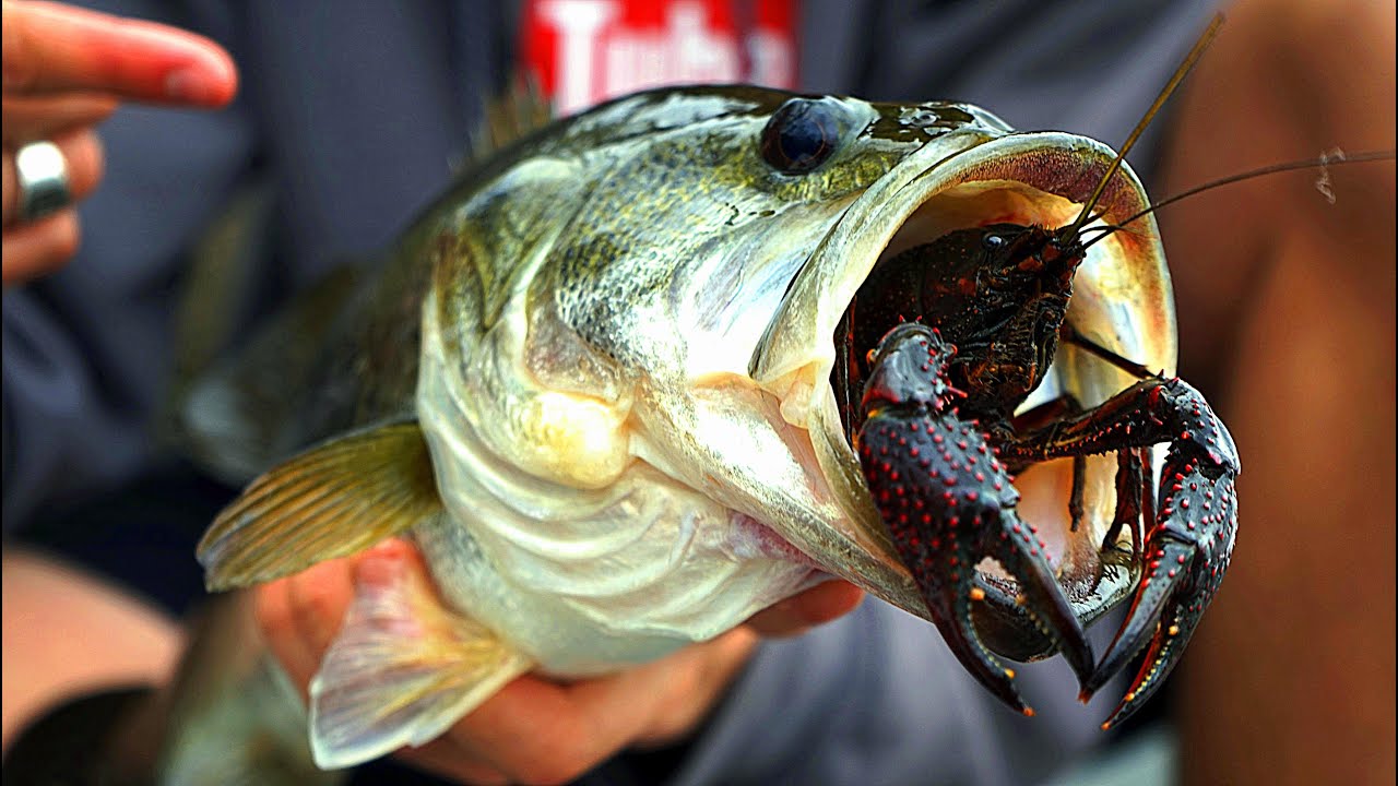 Fishing Baits: Crawdad, Crawdaddy, Crawfish, and Crayfish