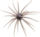 #116 Shinikakegill, .9 inch - 1 Pack