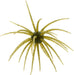 #143 Watermelon Black Blue Flake, .9 inch - 1 Pack