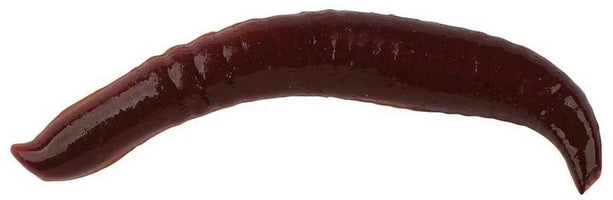 Berkley Gulp! Pinched Crawler