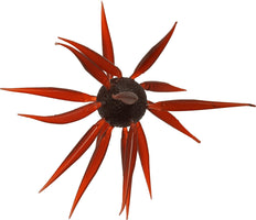 Hideup Coike Fish Large Elastomer