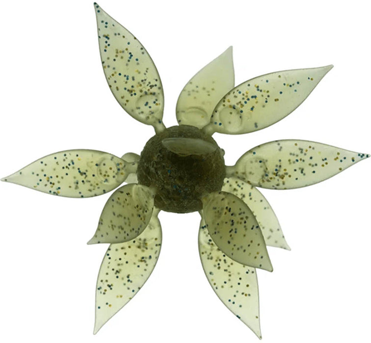 Hideup Coike Fish Gill Urchin - Medium