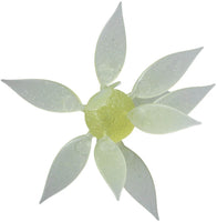 Hideup Coike Fish Gill Urchin - Large