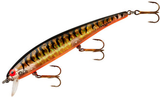 Gold Prism Black Back & Bars Orange Belly