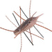 Ebi Kemushi