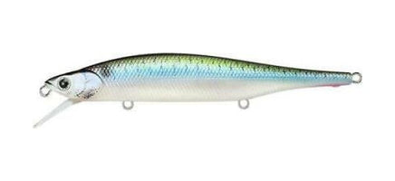 Live Threadfin Shad