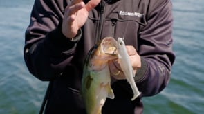 Megabass Magdraft Freestyle Un-Rigged Paddle Tail Swimbait - 5 Inch