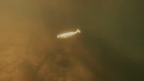 Megabass Magdraft Freestyle Un-Rigged Paddle Tail Swimbait - 5 Inch