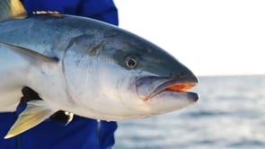 Daiwa Saltiga Saltwater Travel Casting Rods - Product Video