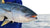 Daiwa Saltiga Slow Pitch Jigging Conventional Rods - Product Video