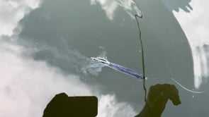 BaitPop Elite Sonar Enhancing Scent With Sparklscales