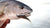 Z-Man Scented Jerk ShadZ Soft Jerkbait - 6 Inch
