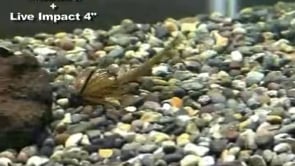 Keitech Tungsten Model II Football Jig & NetBait Tiny Paca Chunk Combo