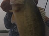 Owner Cover Shot HD Worm Hook - Product Video