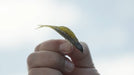 Great Lakes Finesse Hover Minnow - 3.25 Inch - Product Video