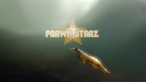 Z-Man PrawnStarZ Loose Body Soft Plastic Prawn - 3.5 Inch