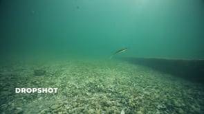 Megabass Sling Shad Fluke - 5 Inch