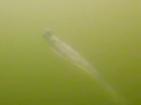 Core Tackle Strut Head Jighead - 3 Pack