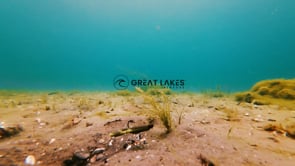 Great Lakes Finesse Micro Snack Craw - 1.7 Inch - Product Video