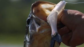 Bucca Trick Shad Glidebait - 6 Inch