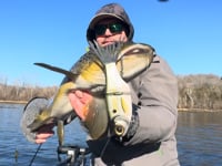 SPRO KGB Lil Guy 120 Glide Bait