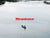 Megabass Karashi Spinner Spybait
