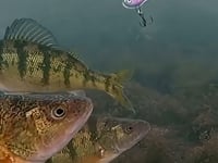 Northland Tackle Twitchin' Puppet