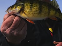 Northland Tackle Twitchin' Puppet