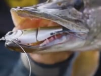 SPRO KGB Lil Guy 120 Glide Bait