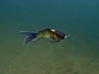 SPRO KGB Lil Guy 120 Glide Bait