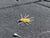 Geecrack ImoKemushi 40 Floating Soft Plastic Grub - 1.5 Inches